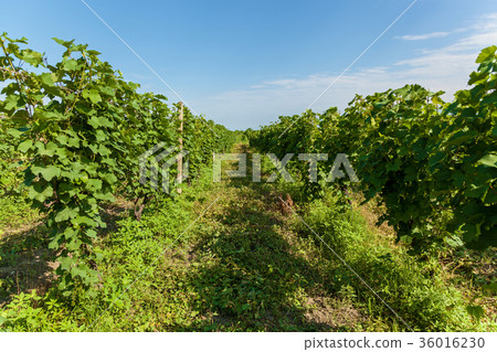 vineyards in Georgia vineyards in Georgia 36016230