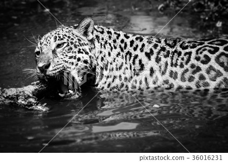Leopard Leopard 36016231