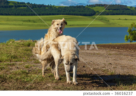 love and sex of two dogs - Stock Photo [36016237] - PIXTA