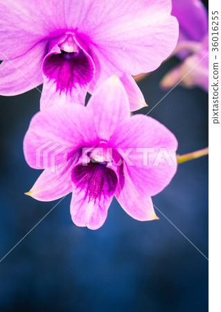 orchid orchid 36016255