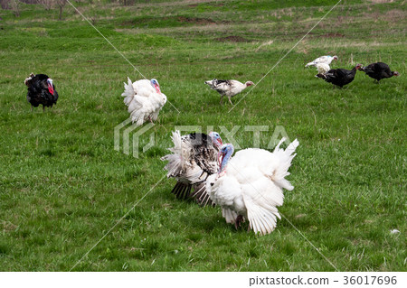 turkey or gobbler grazing on a green grass turkey or gobbler grazing on a green grass 36017696