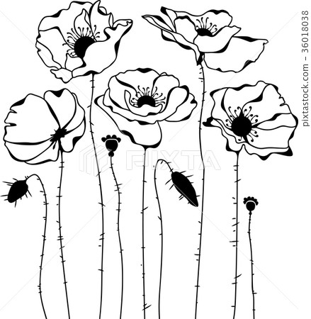Poppies silhouette on white background Poppies silhouette on white background 36018038