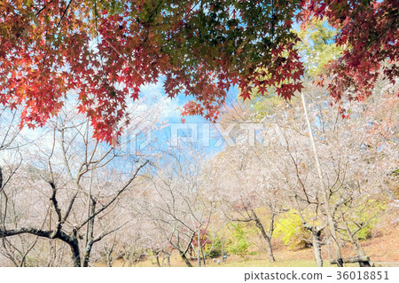 秋葉和冬天櫻花1 36018851