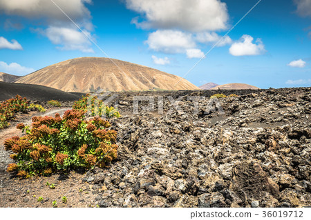 Timanfaya National Park in Lanzarote ,  36019712