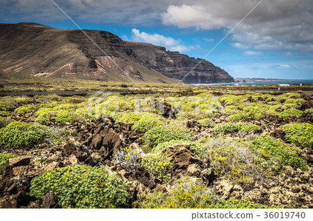 The coast of Atlantic ocean near town Orzola The coast of Atlantic ocean near town Orzola 36019740