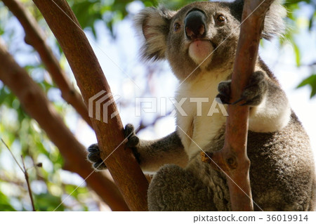 Koala Koala 36019914