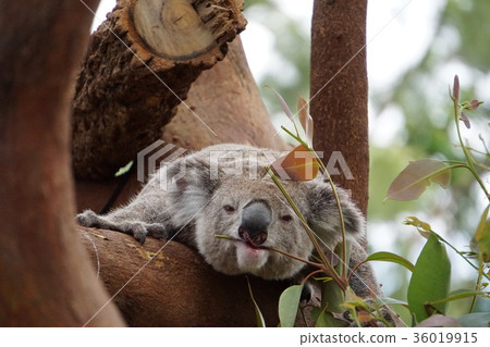 Koala eating while sleeping Koala eating while sleeping 36019915