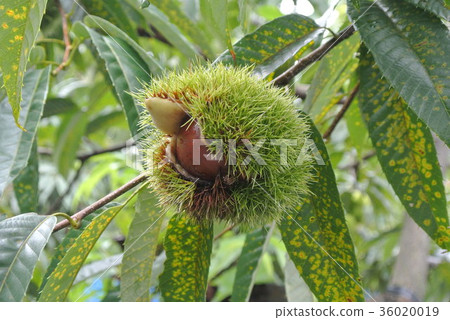 Porotan chestnut Porotan chestnut 36020019