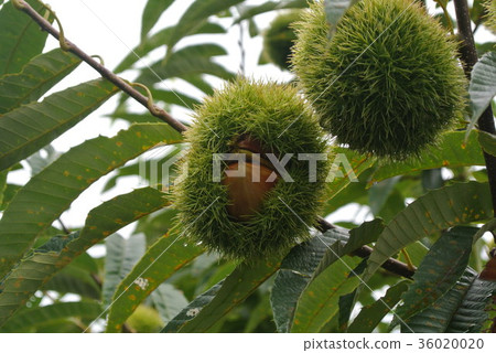 Porotan chestnut Porotan chestnut 36020020