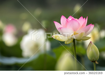 蓮花 蓮花 36020169