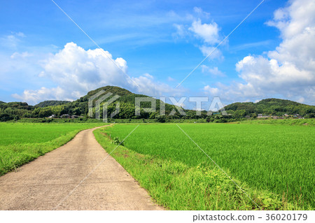 Paddy and country road 36020179