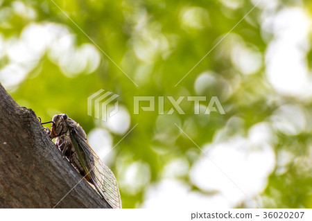 Summer cicadas Summer cicadas 36020207