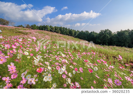 Cosmos field Cosmos field 36020235
