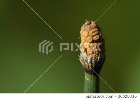 自然植物Toxa，與herringa同樣的蕨類植物。所以放一個類似於“Tsukushinbo”2的孢子耳朵 36020330