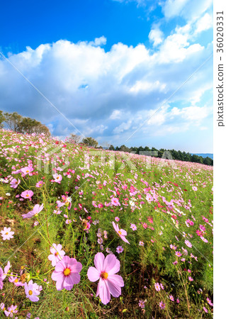  宇宙領域 36020331