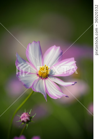 宇宙領域 宇宙領域 36020332