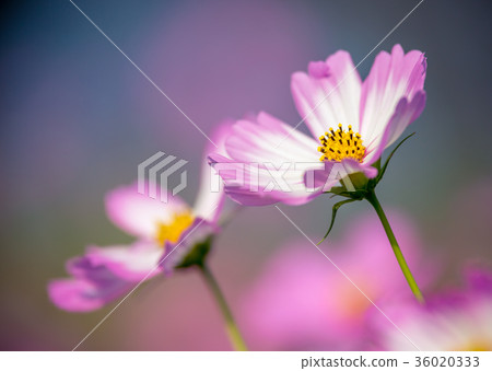  宇宙領域 36020333