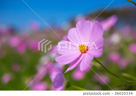  宇宙領域 36020334