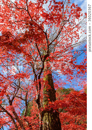 Oku Tamba Tokoji Temple 36020367