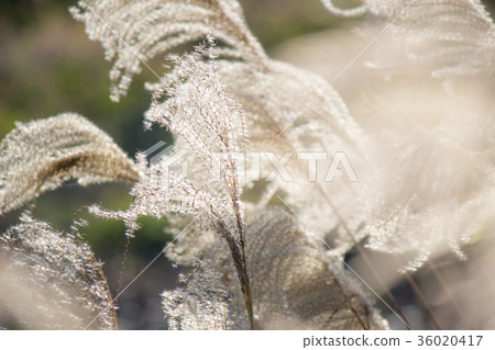 芒草 芒草 36020417