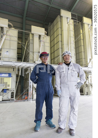 Rice farmer Rice farmer 36020575