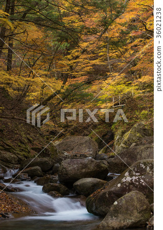 Autumn leaves in the Nishizawa Valley Autumn leaves in the Nishizawa Valley 36021238