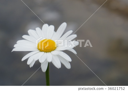 Margaret 36021752