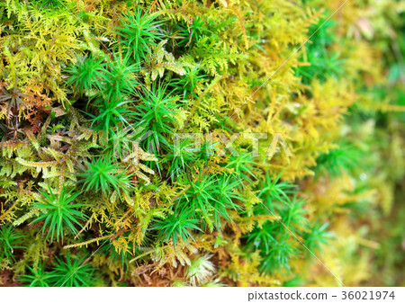 Moss Moss 36021974