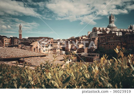 Siena panorama Siena panorama 36023919