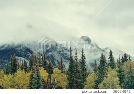 Banff National Park 36024941