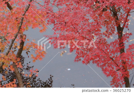 池塘上的秋葉 36025270