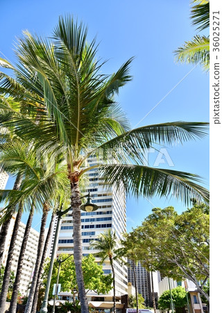 夏威夷的假期 36025271