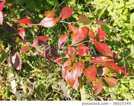 Bull-Berry-Autumn leaves 36025349