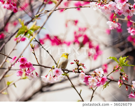 綻放的櫻花 36026079