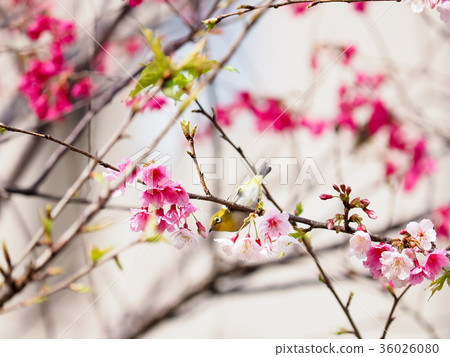 綻放的櫻花 綻放的櫻花 36026080