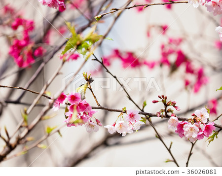 綻放的櫻花 36026081