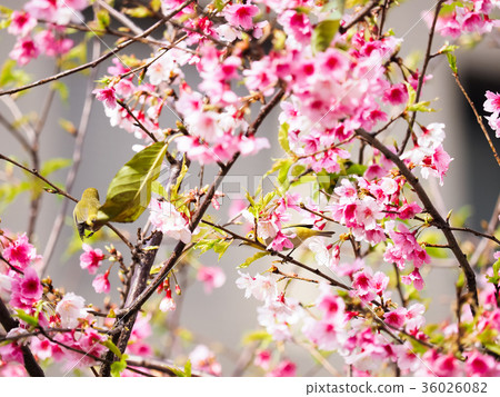 綻放的櫻花 36026082
