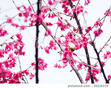 Blooming cherry blossoms 36026150