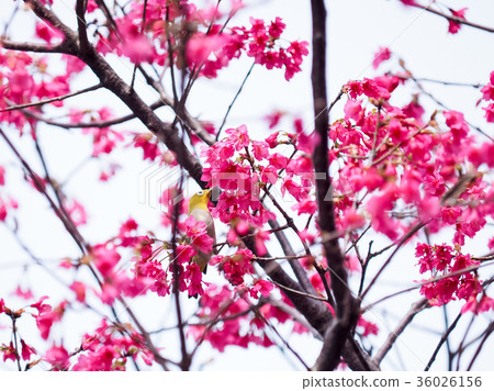 Blooming cherry blossoms 36026156