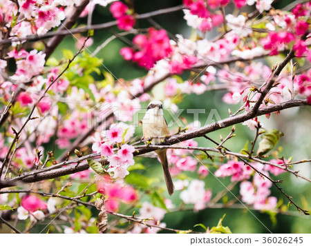 Spring cherries Spring cherries 36026245