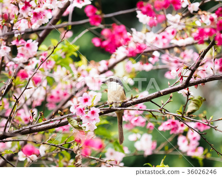 Spring cherries Spring cherries 36026246