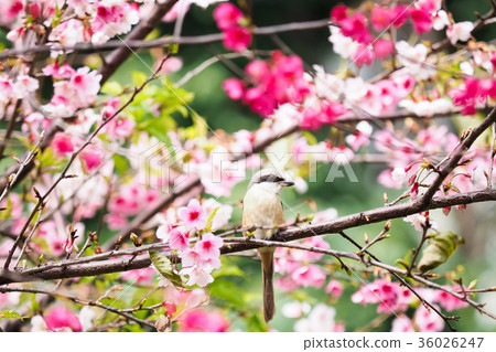 Spring cherries Spring cherries 36026247