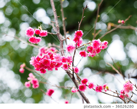 Spring cherries Spring cherries 36026280
