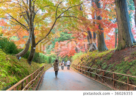秋葉(11月平泉) 秋葉(11月平泉) 36026355