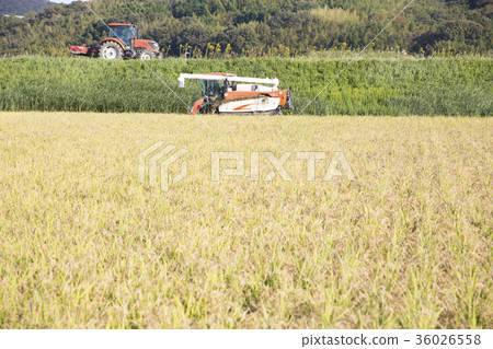 Rice harvesting with combine Rice harvesting with combine 36026558