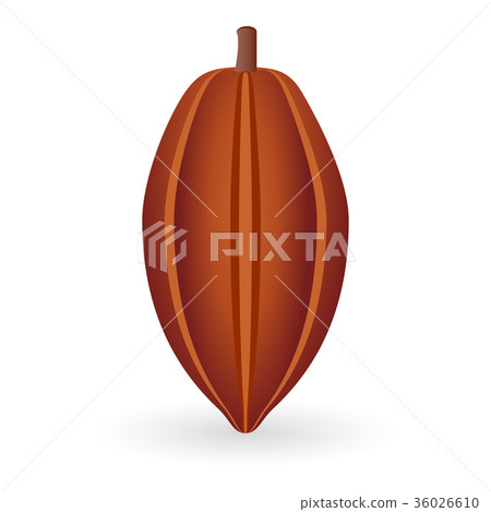 Cocoa Bean isolated 36026610