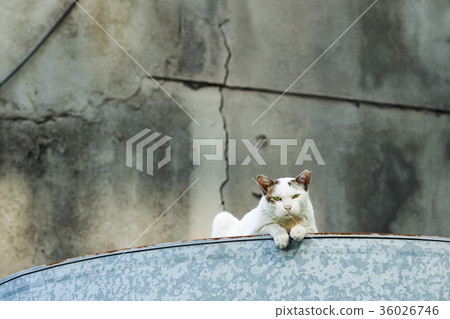 Cat Cat 36026746