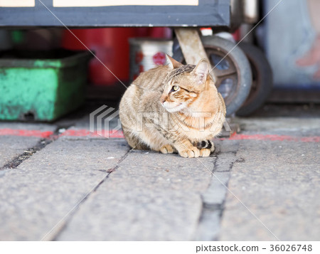 Cat Cat 36026748