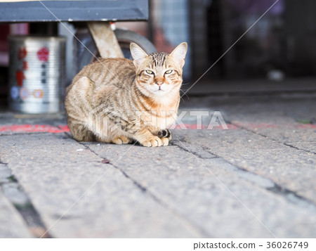 Cat Cat 36026749