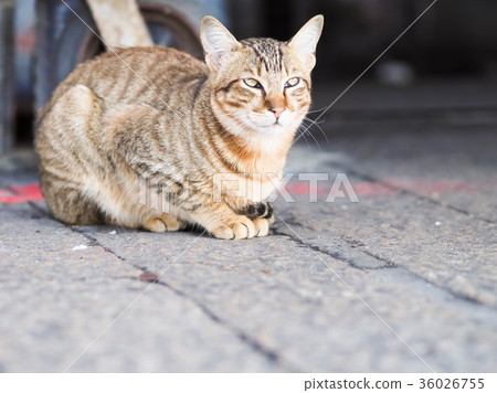 Cat  36026755